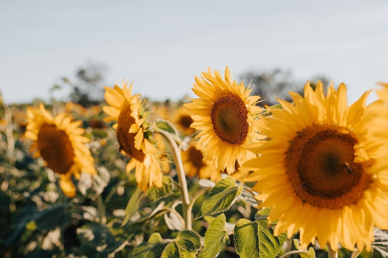 2024 25 07 07 sunflowers